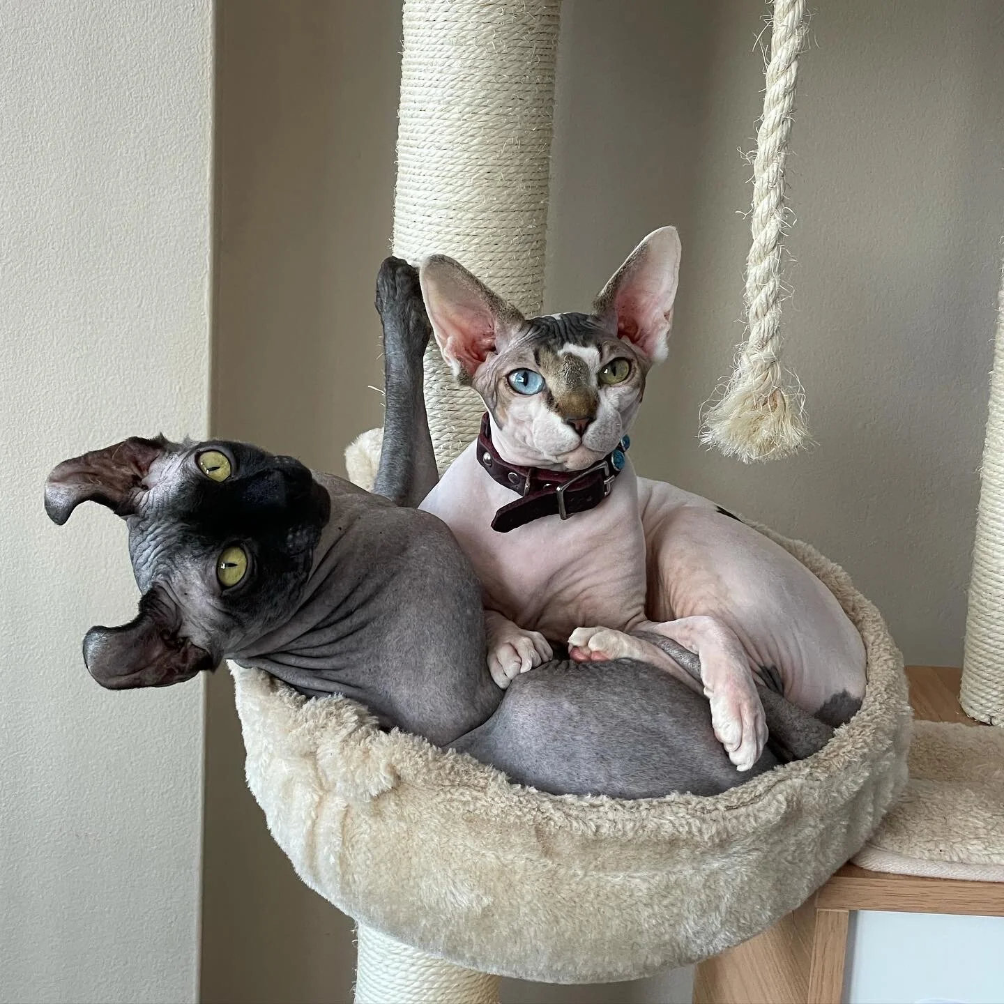 Our First Litter Parents at Swanky Sphynx